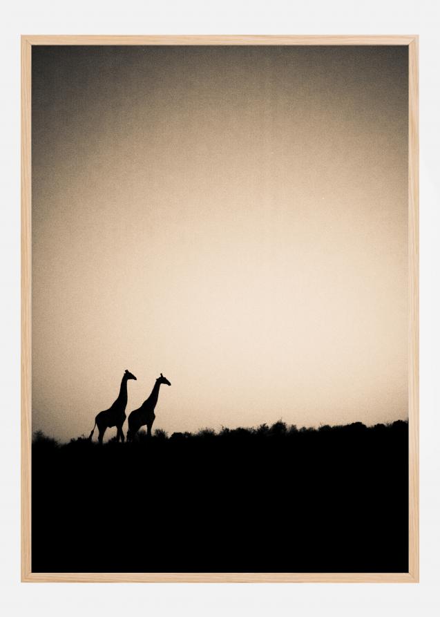 Giraffes Juliste