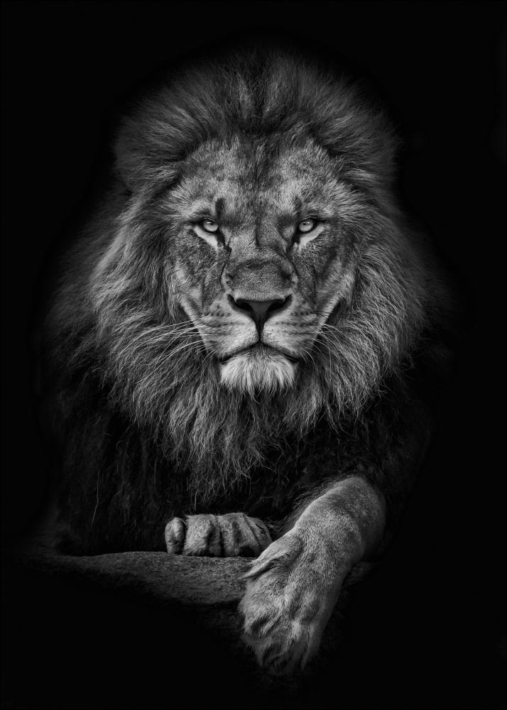 Focused lion