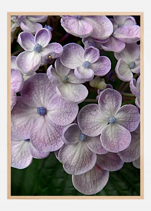 Purple Flower Juliste