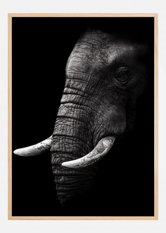Portrait Elephant Juliste