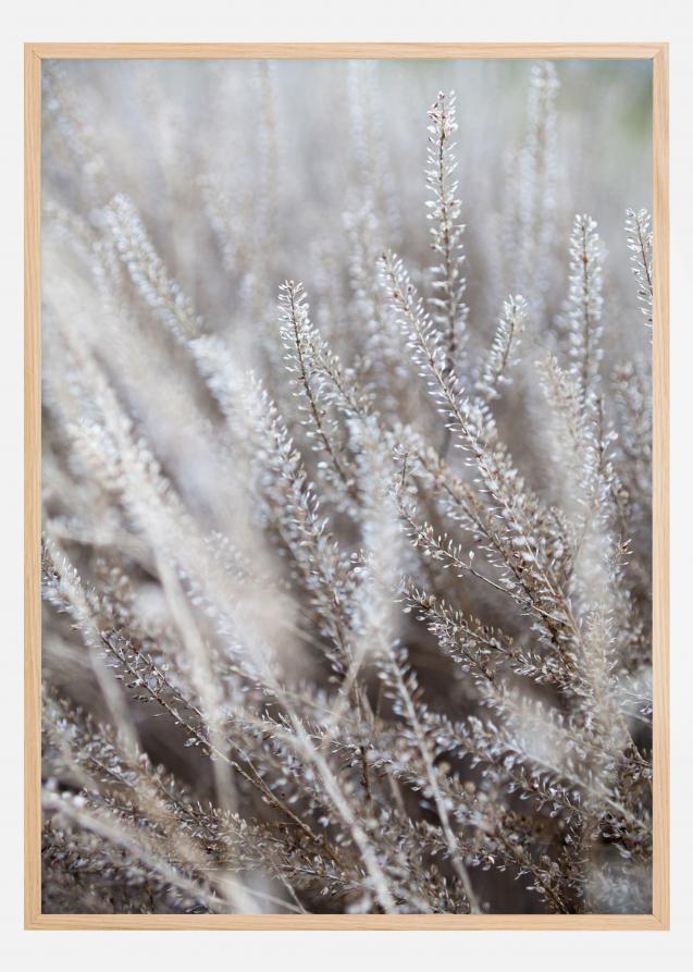 Frosty Grass Juliste