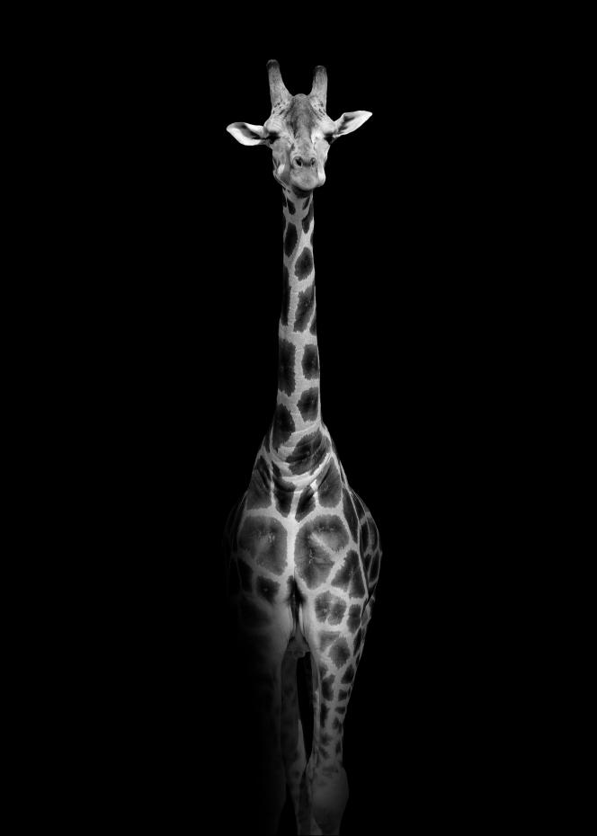 Stunning giraffe
