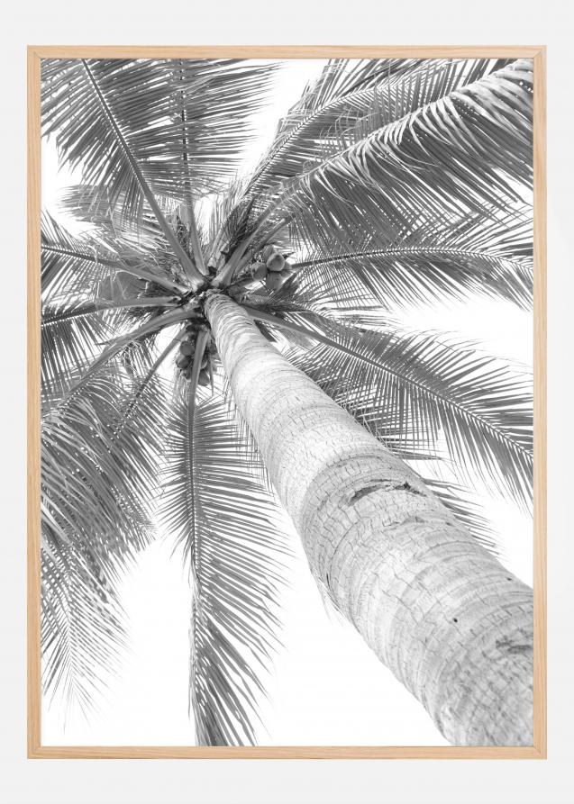 Black and white palmtree Juliste