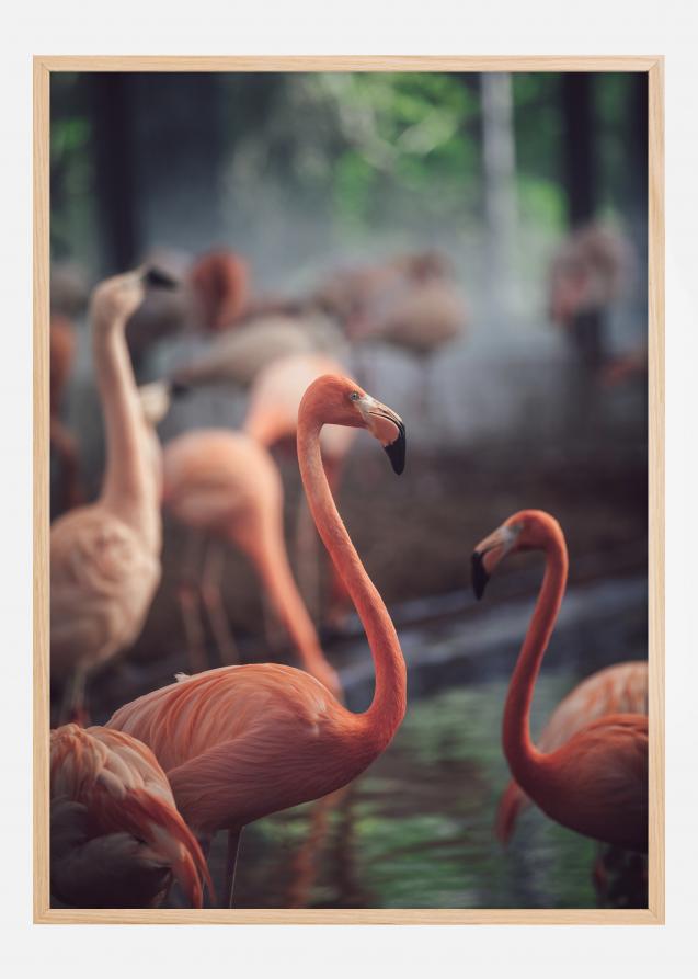 Flamingo Juliste