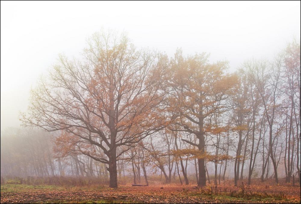Autumn forest - 50x70 cm