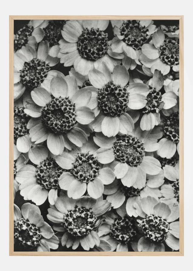 Black And White Flowers Juliste