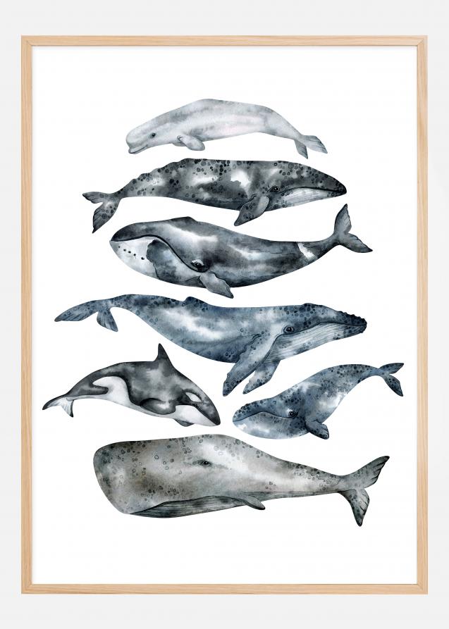 Whales Juliste