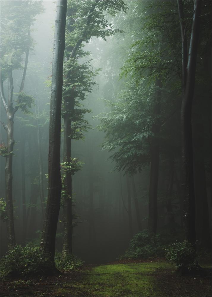 Mysterious forest Juliste