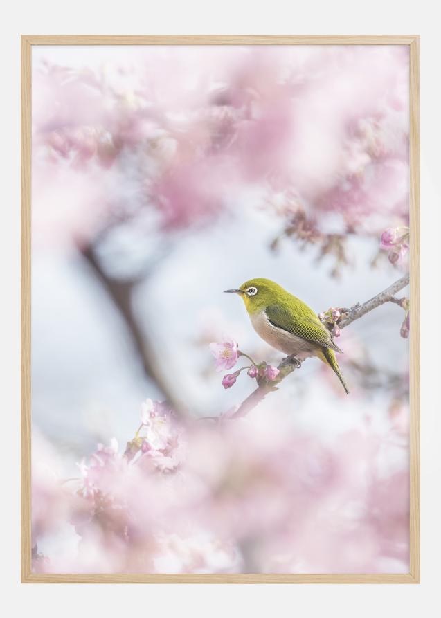 Cherry Blossom color Juliste