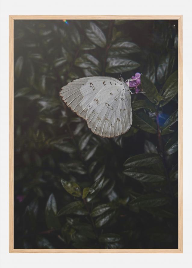 Butterfly Juliste