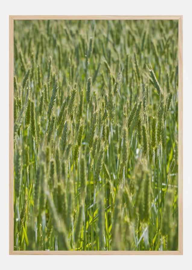 Green Wheat Field Juliste