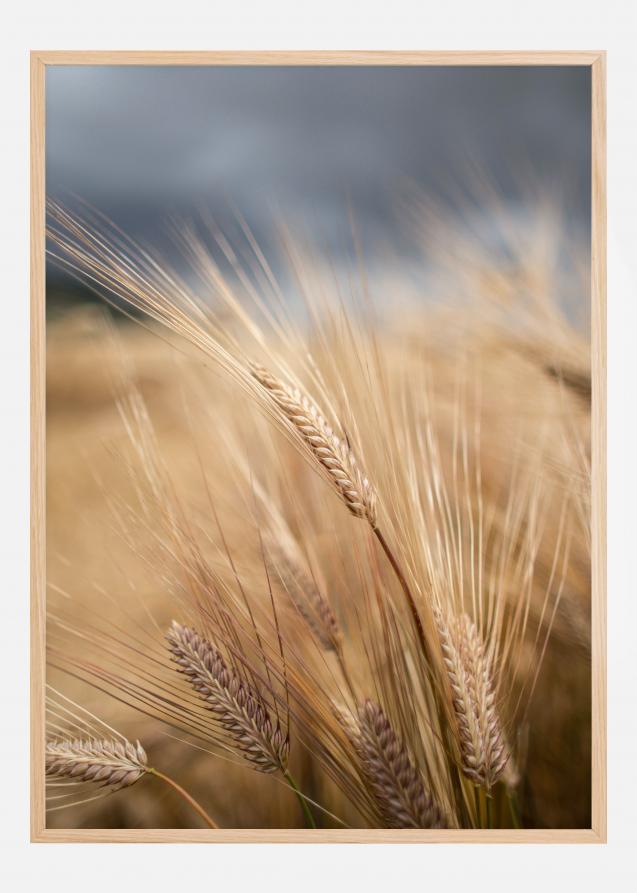 Wheat Juliste