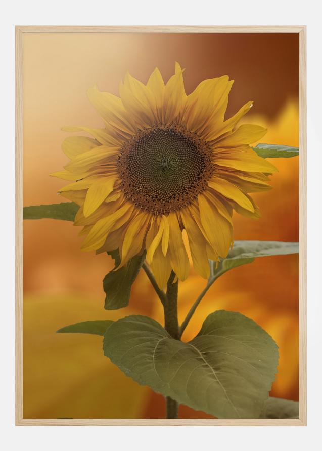 Sunflower Juliste