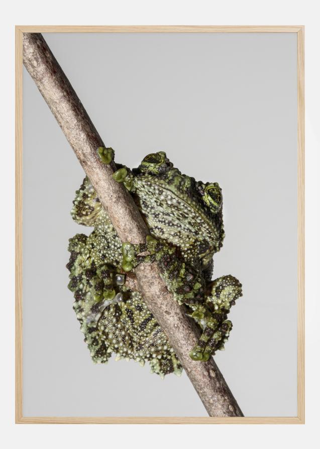 Frog On Tree Juliste