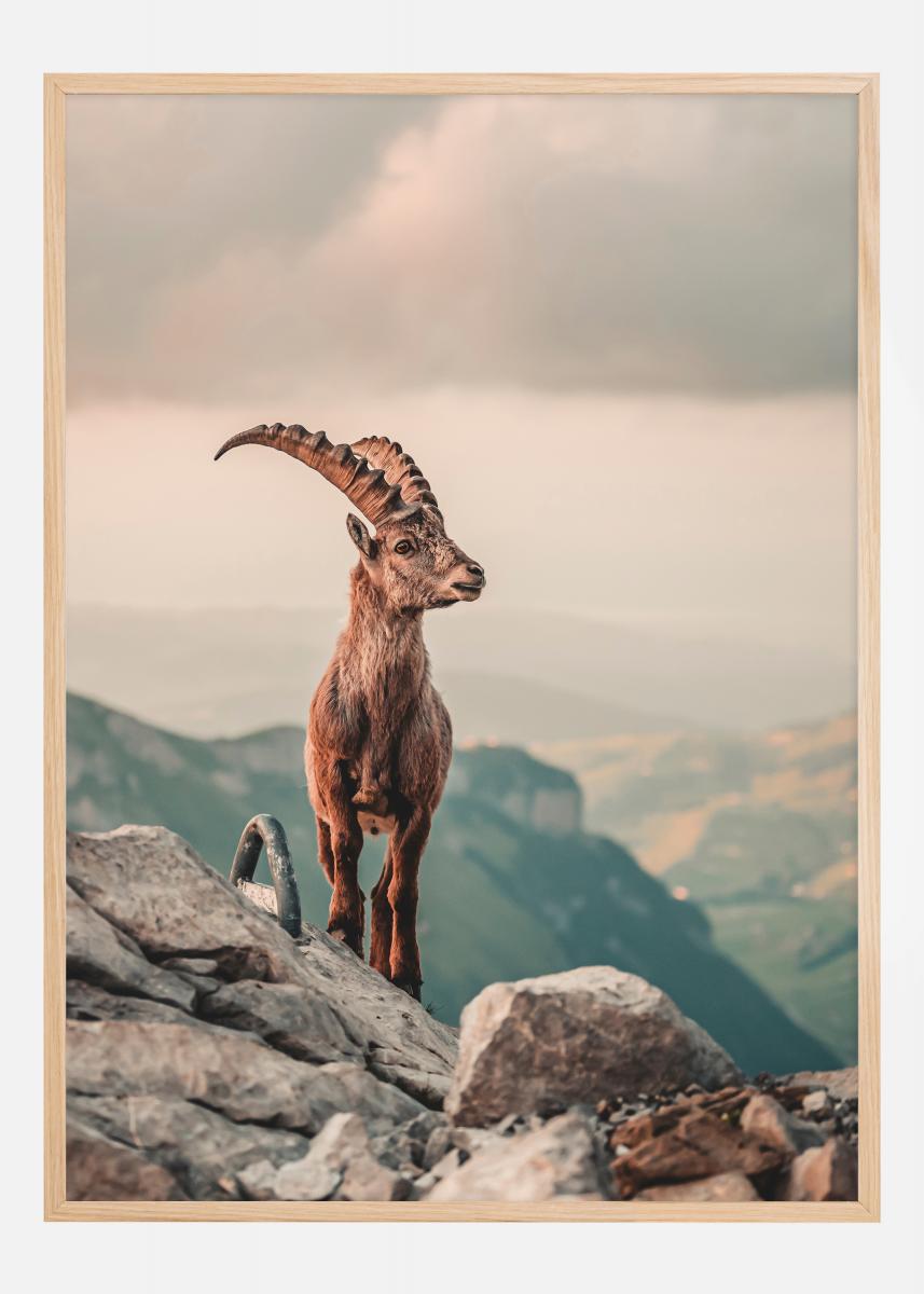 Mountain Goat Juliste