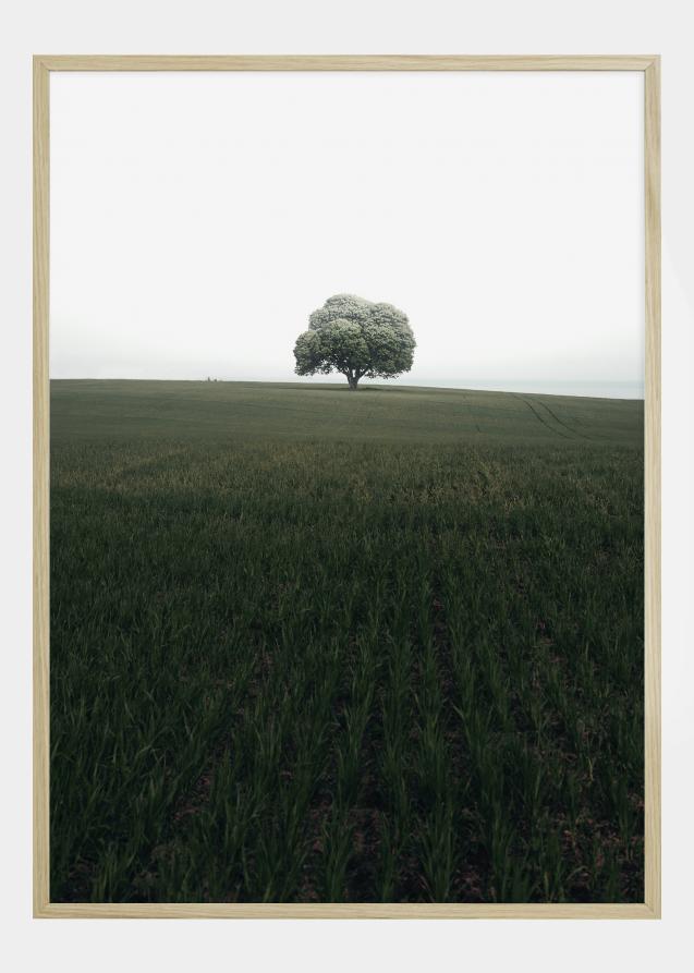 The lonely oak tree Juliste