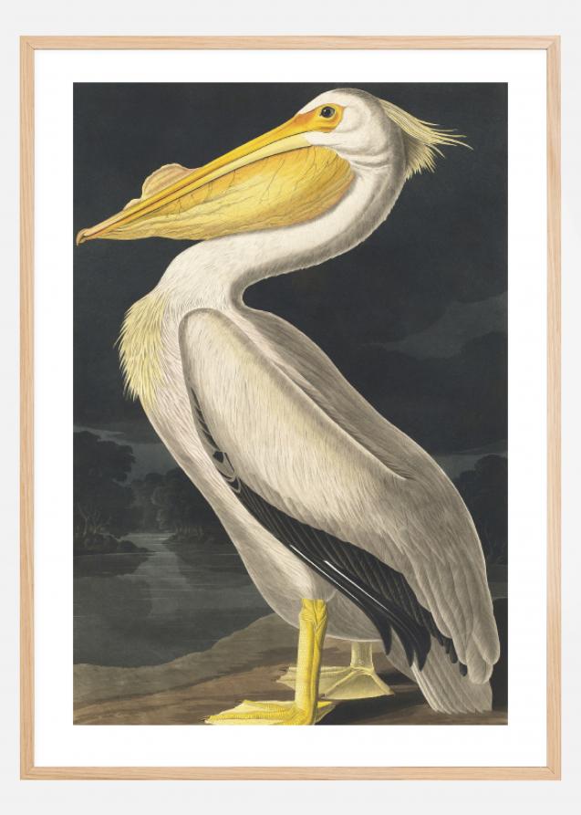 American White Pelican Juliste