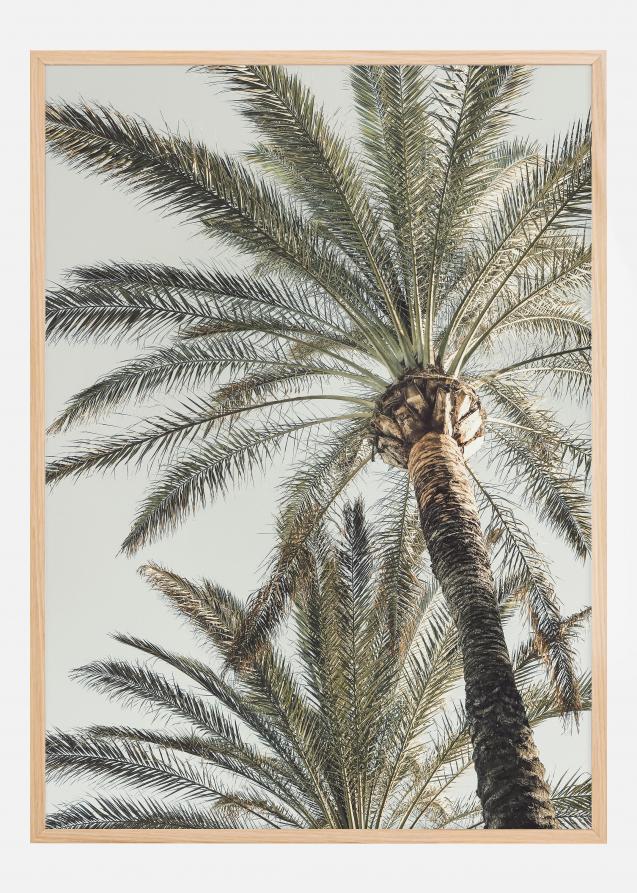 Palm 005 Juliste