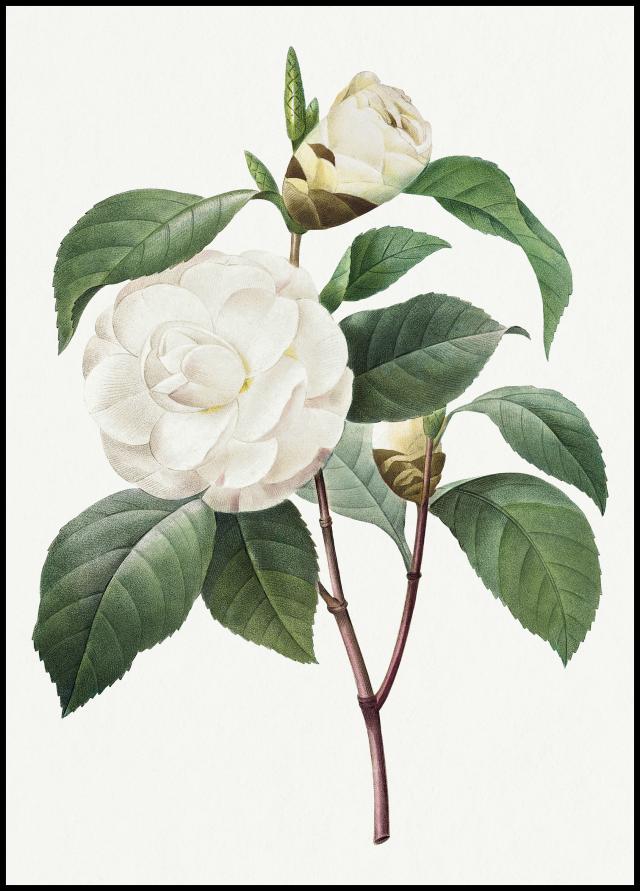 White Rose Juliste