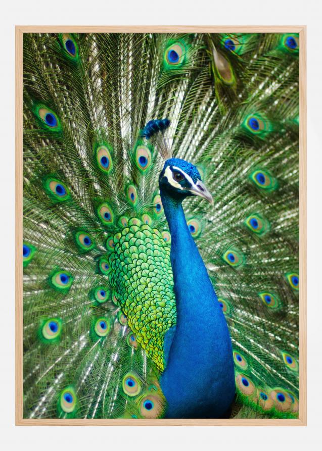 Peacock Juliste