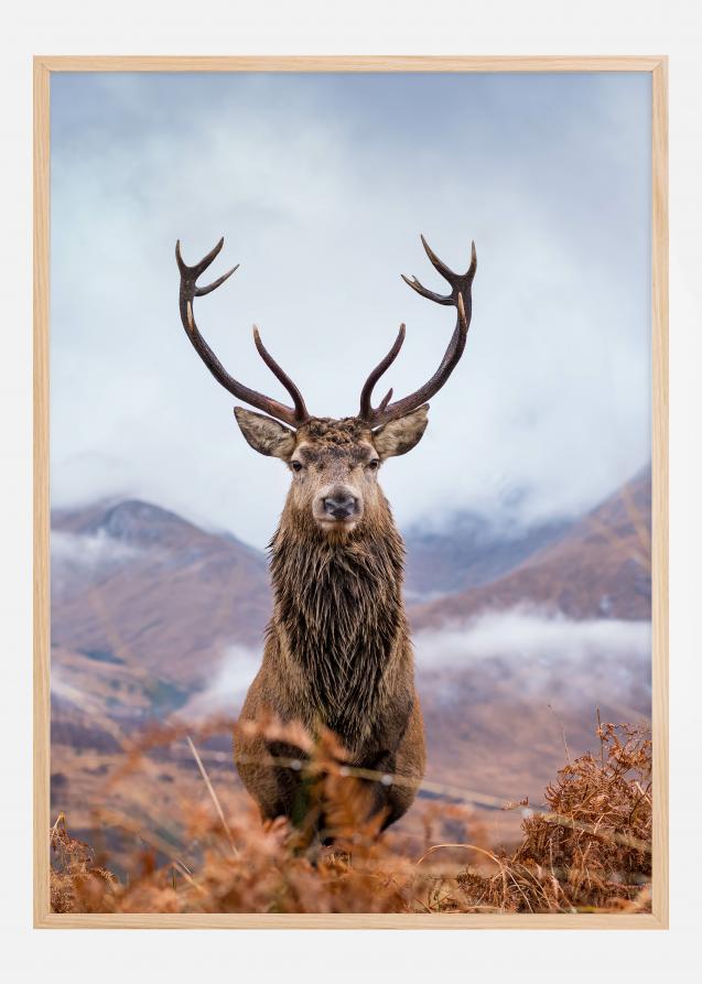 Red deer in the mountains Juliste