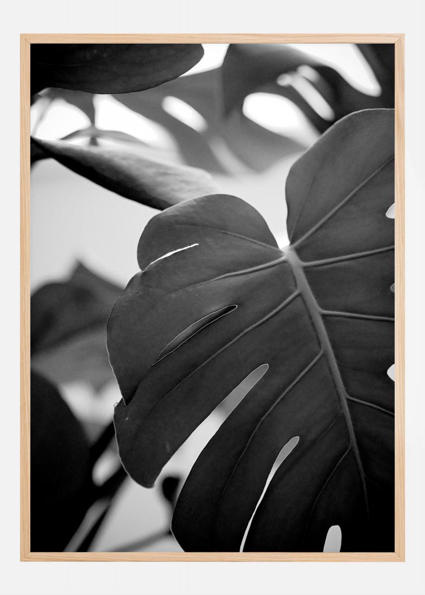 Monstera in Black and White ll Juliste
