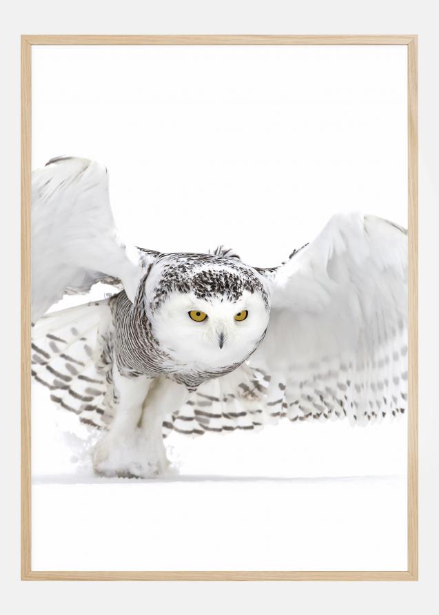 Snowy Owl Jazz Wings Juliste