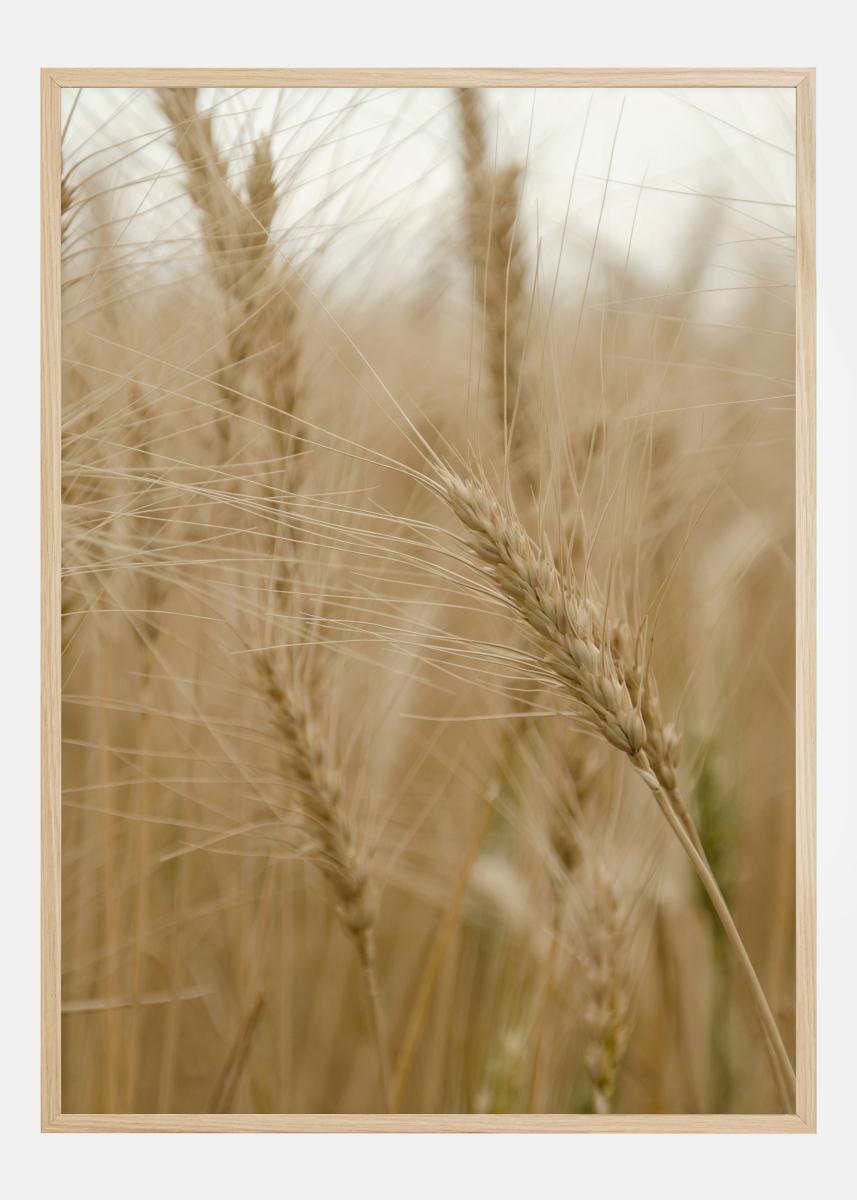 Wheat Field Juliste