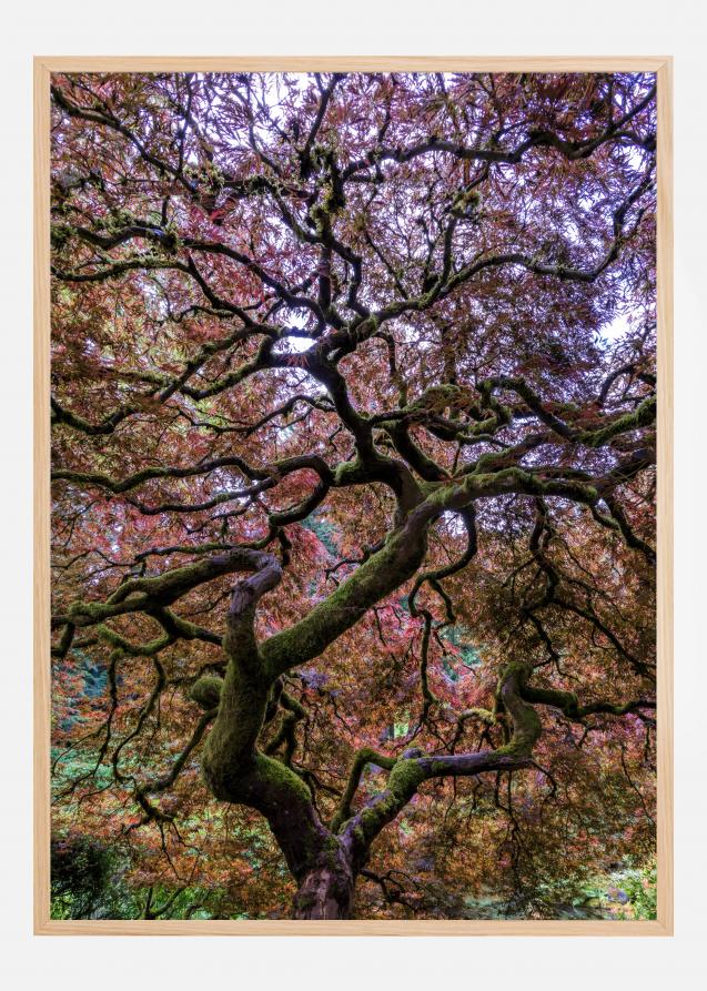 Japanese Maple Tree Juliste