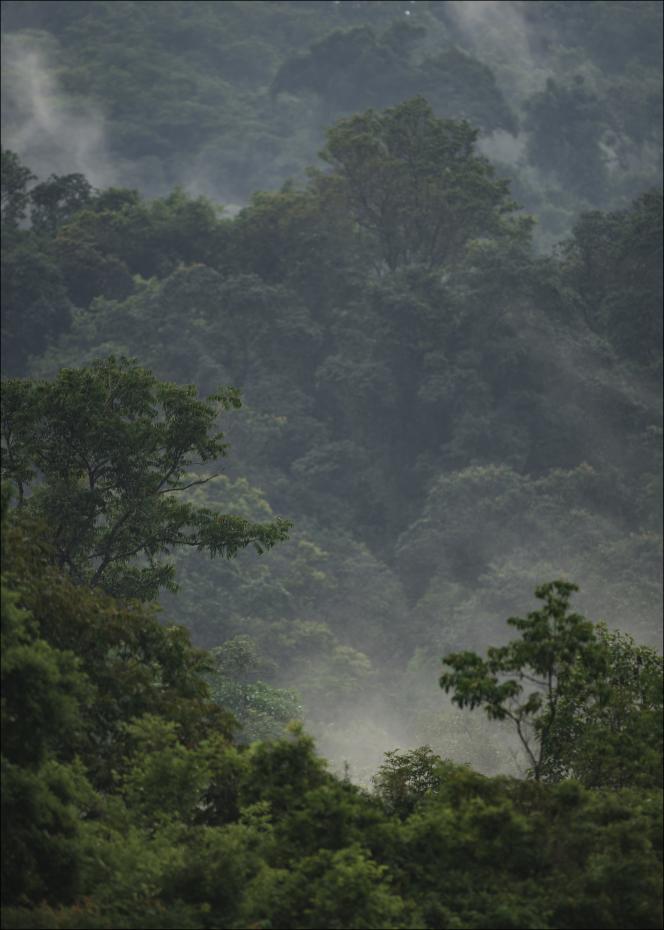 Rainforest Juliste