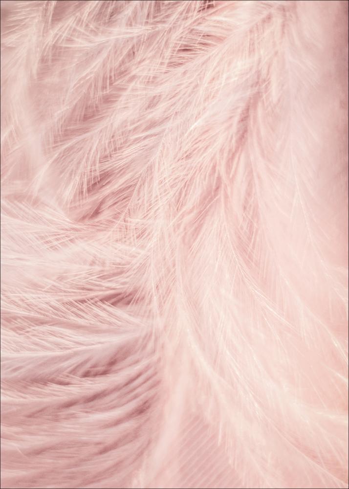 Pink Feathers Juliste
