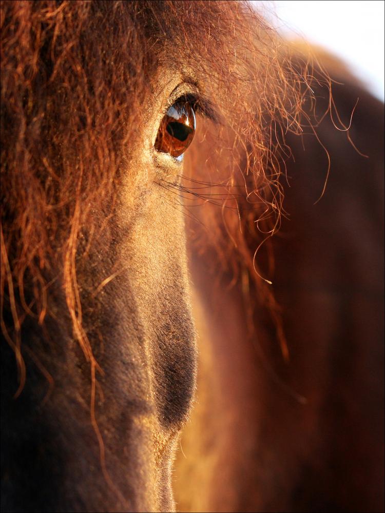 Horse sunset Juliste