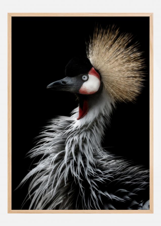 Crowned cranes portrait Juliste