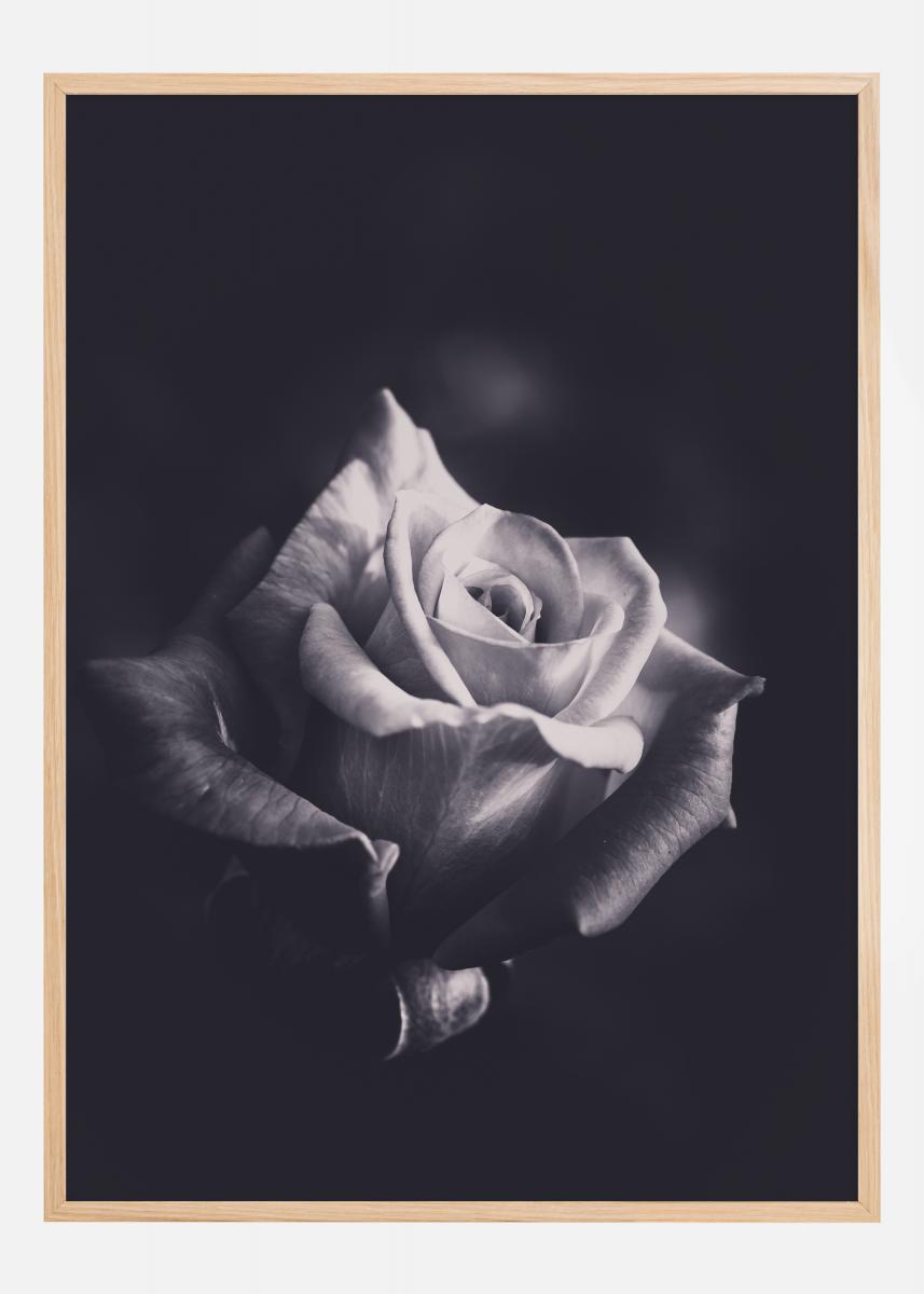 Grey rose Juliste