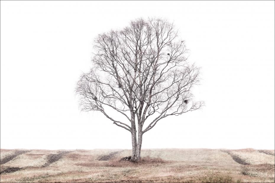The lonely tree Juliste