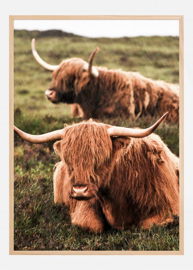 Highland Cattle Juliste