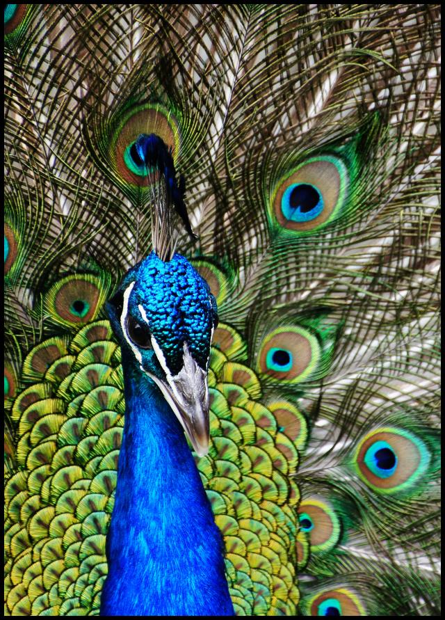 Peacock I Juliste