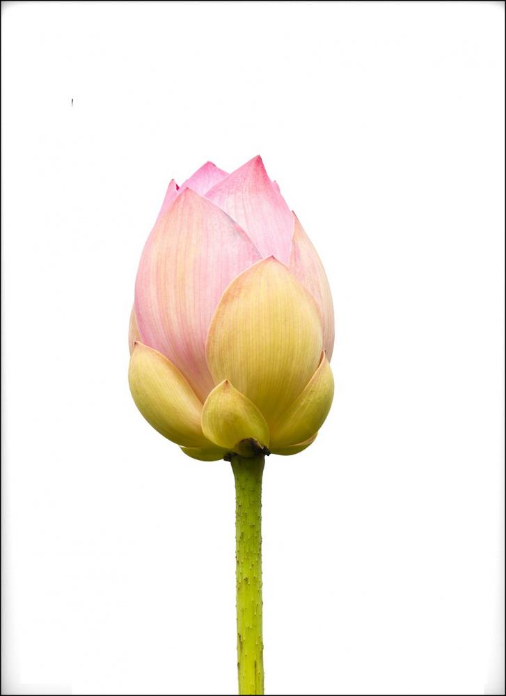 Lotusflower I - 50x70 cm Juliste