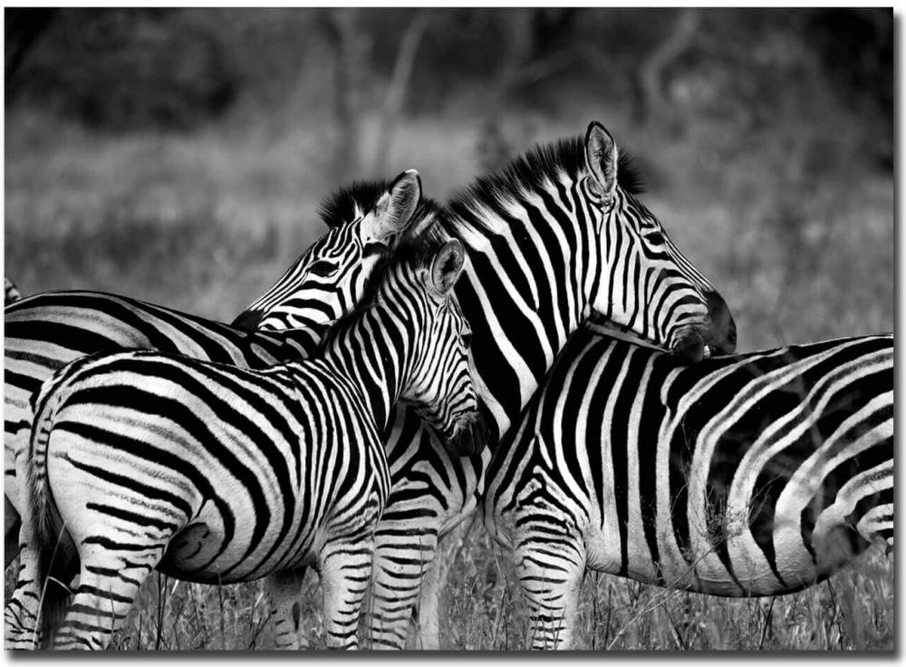 Zebra group-hugs Juliste