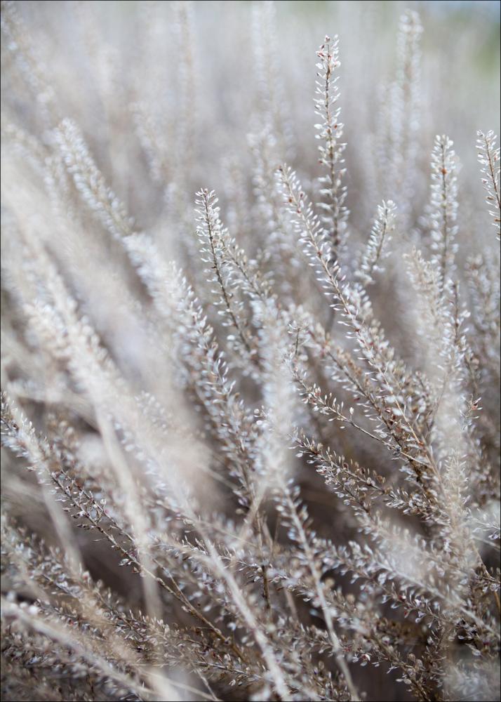 Frosty Grass Juliste