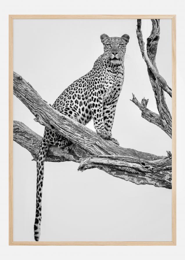 Leopard Portrait Juliste