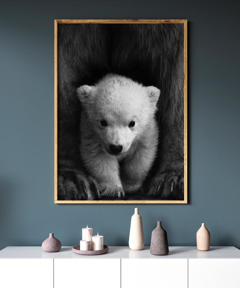 Polarbear Baby