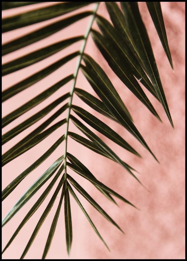 Pink pastell palm Juliste
