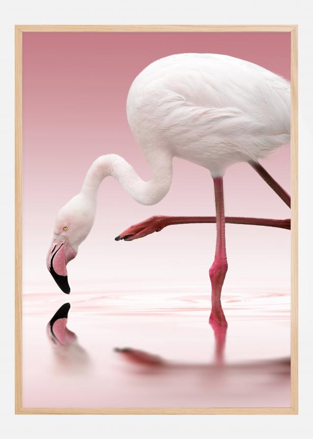 Flamingo Juliste