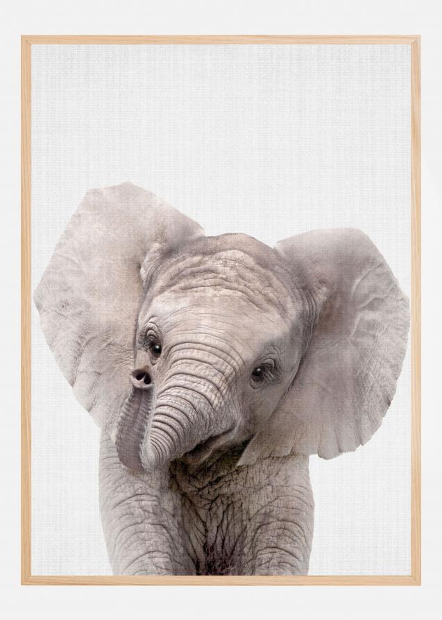 Peekaboo Baby Elephant Juliste