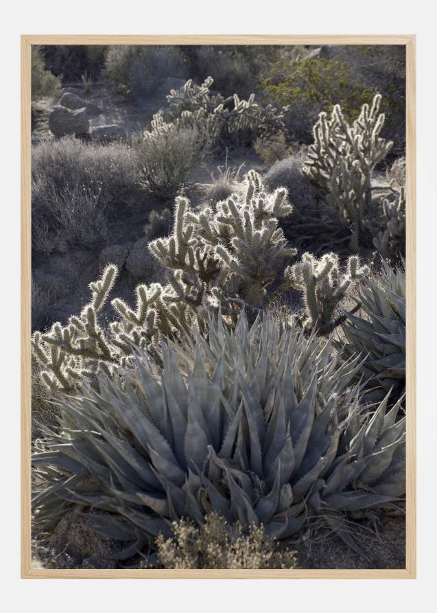 Cactus In Desert Juliste