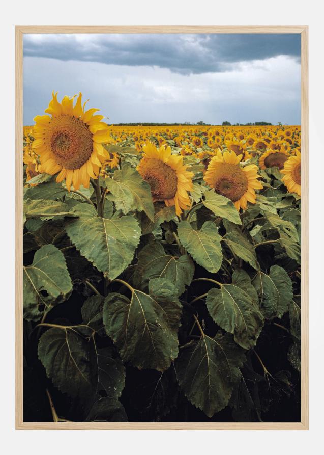 Sunflowers Juliste