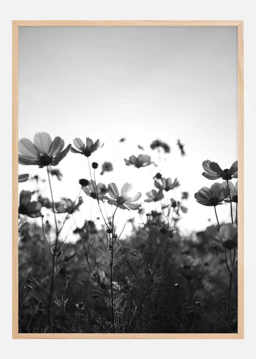 Black and white field with flowers Juliste