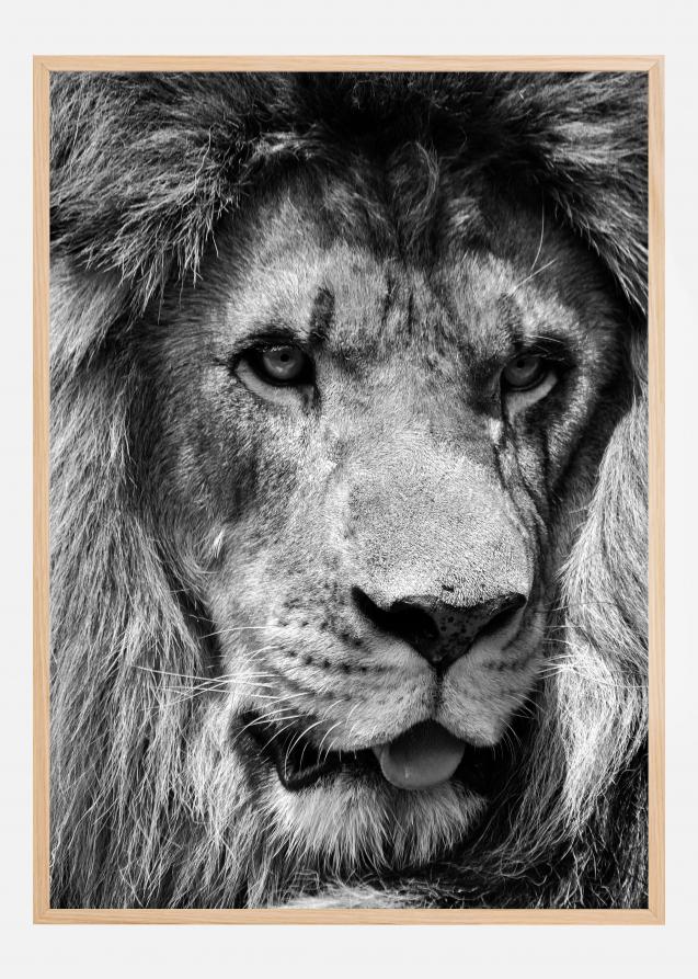 Lion King Juliste