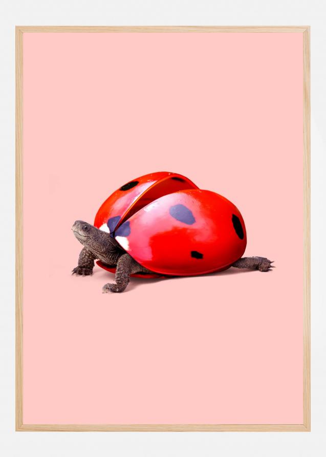 Ladybug Turtle Juliste